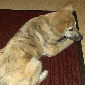 Second Chance Kennels